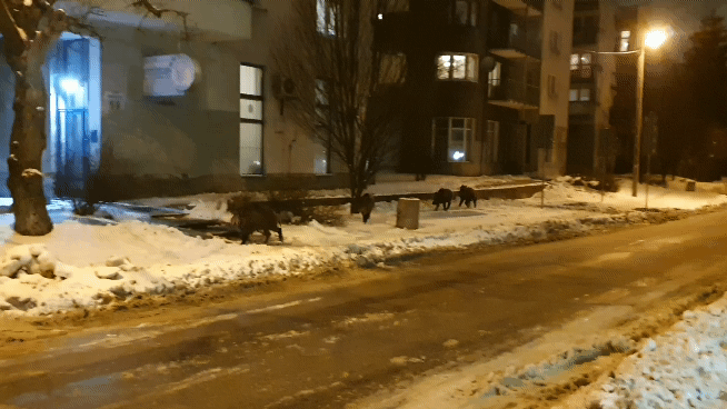 wild boars in Krakow